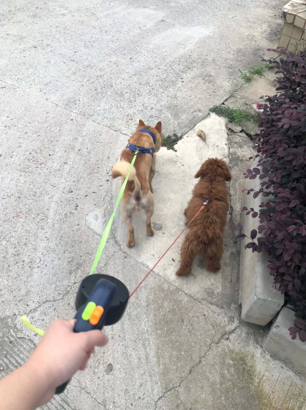 3m Retractable Reflective Dual Dog Leash with Lights