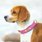 Customized Leather ID Nameplate Dog Collar - Soft Padded & Adjustable