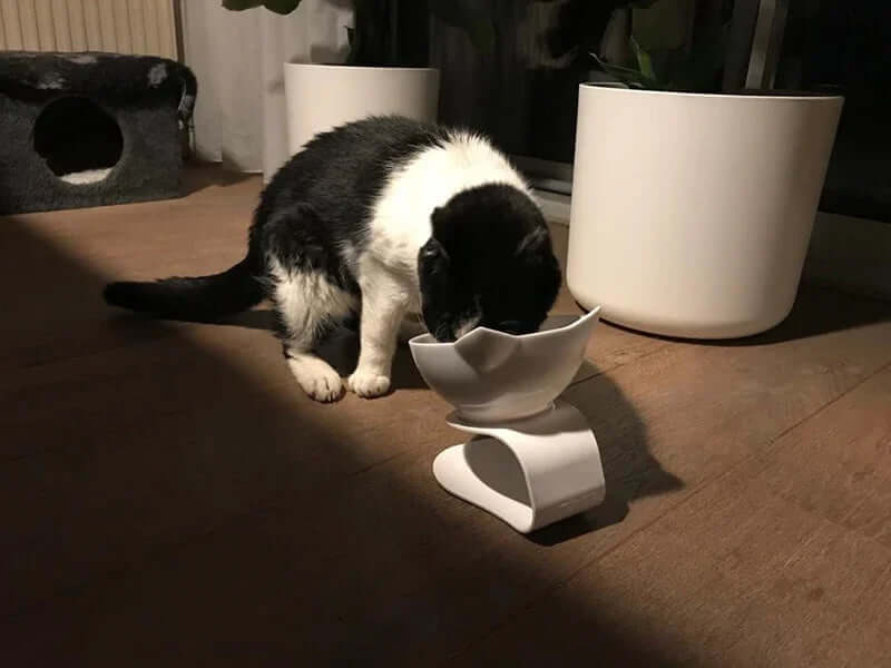 Non-Slip Double Cat & Dog Bowl with Stand