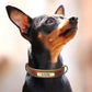 Customized Leather ID Nameplate Dog Collar - Soft Padded & Adjustable