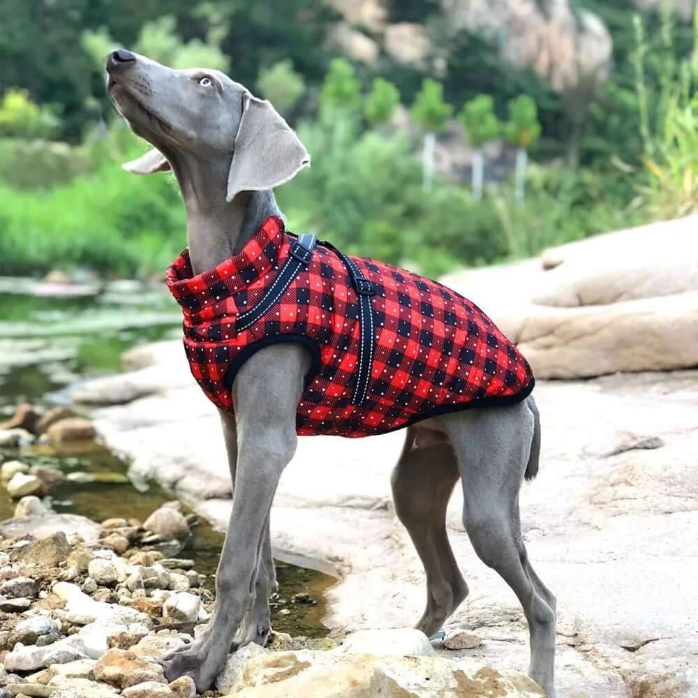 Large Pet Dog Jacket with Harness s