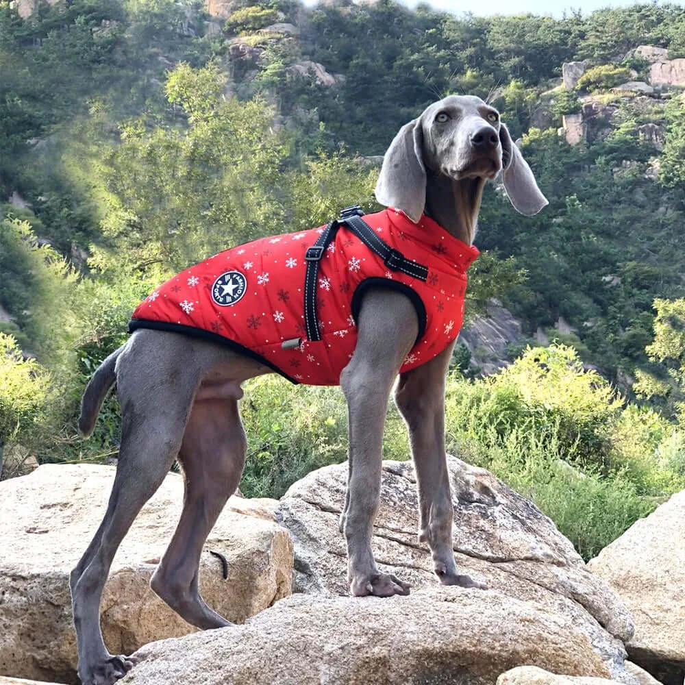 Large Pet Dog Jacket with Harness s