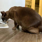 Non-Slip Double Cat & Dog Bowl with Stand